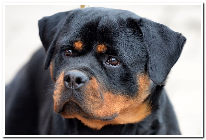 Alexis Ad-Dirah Alexis Ad-Dirah