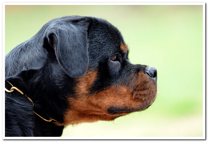 Alexis Ad-Dirah Alexis Ad-Dirah