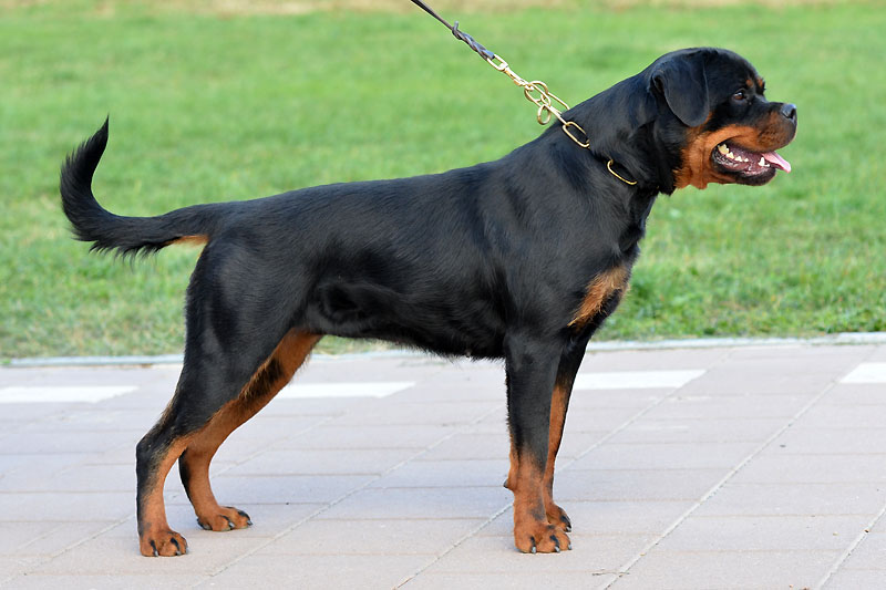 Alexis Ad-Dirah Alexis Ad-Dirah