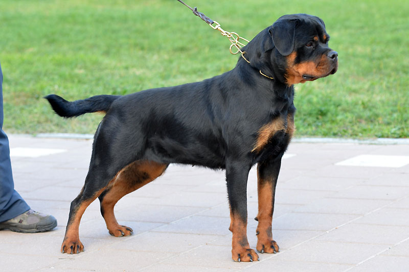 Alexis Ad-Dirah Alexis Ad-Dirah