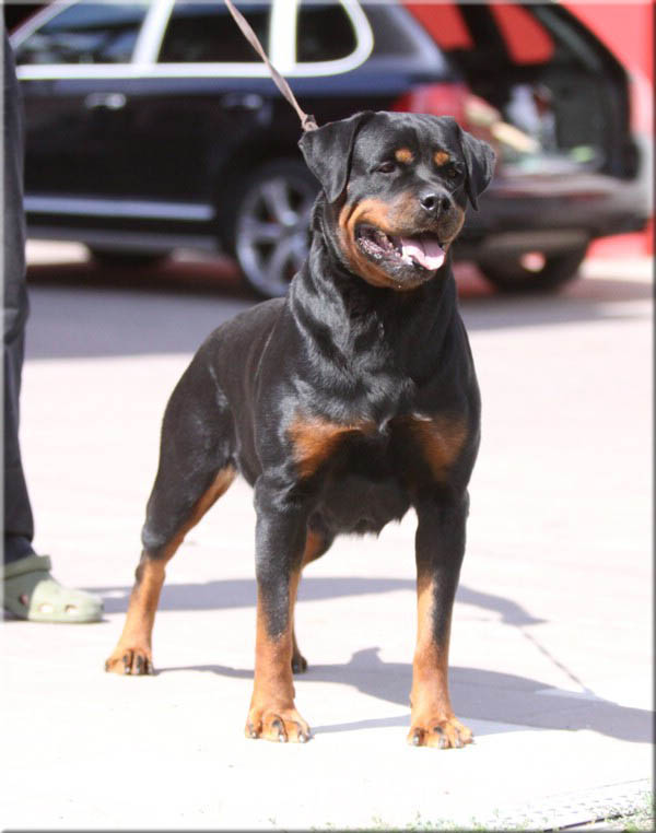 Andjie Des Guerriers Pacifiques Andjie Des Guerriers Pacifiques