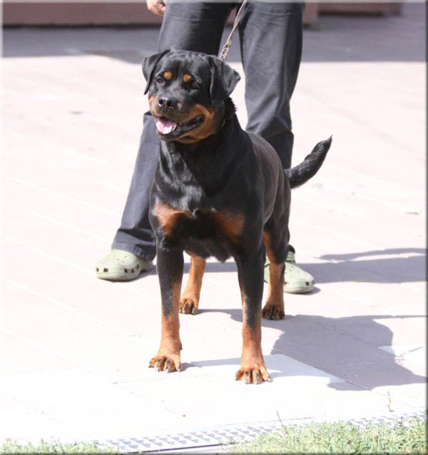 Andjie Des Guerriers Pacifiques Andjie Des Guerriers Pacifiques