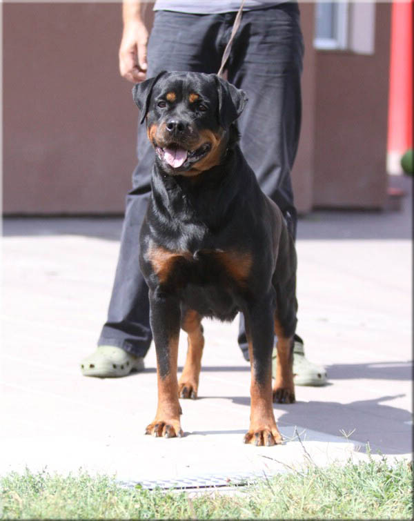 Andjie Des Guerriers Pacifiques Andjie Des Guerriers Pacifiques