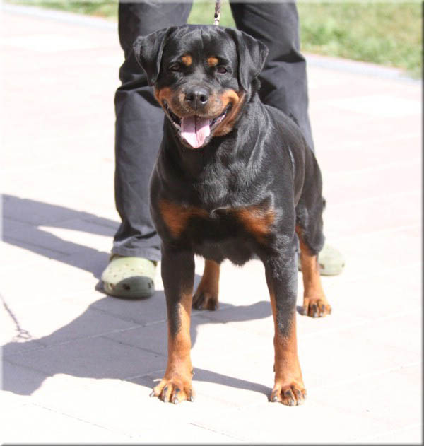 Andjie Des Guerriers Pacifiques Andjie Des Guerriers Pacifiques