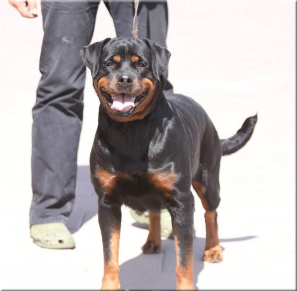 Andjie Des Guerriers Pacifiques Andjie Des Guerriers Pacifiques