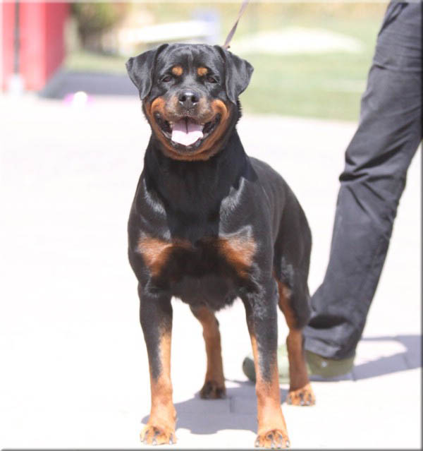 Andjie Des Guerriers Pacifiques Andjie Des Guerriers Pacifiques