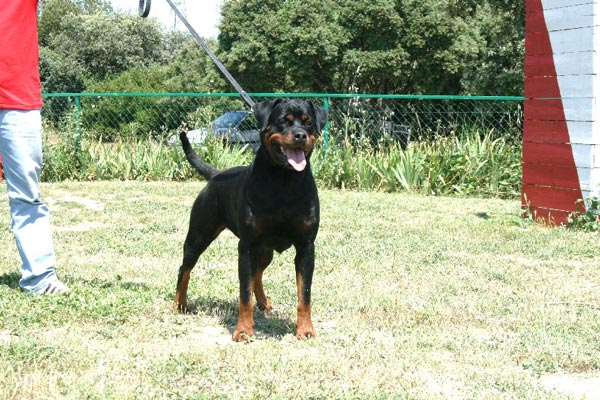 Andjie Des Guerriers Pacifiques Andjie Des Guerriers Pacifiques