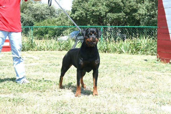 Andjie Des Guerriers Pacifiques Andjie Des Guerriers Pacifiques