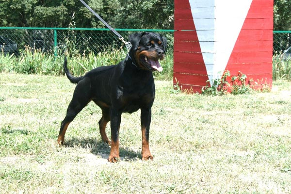 Andjie Des Guerriers Pacifiques Andjie Des Guerriers Pacifiques