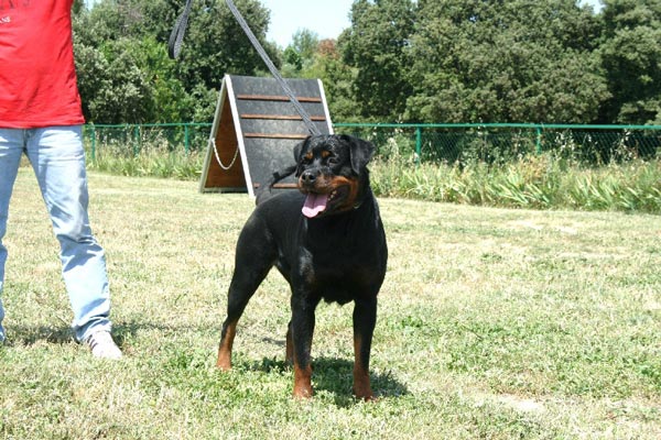 Andjie Des Guerriers Pacifiques Andjie Des Guerriers Pacifiques