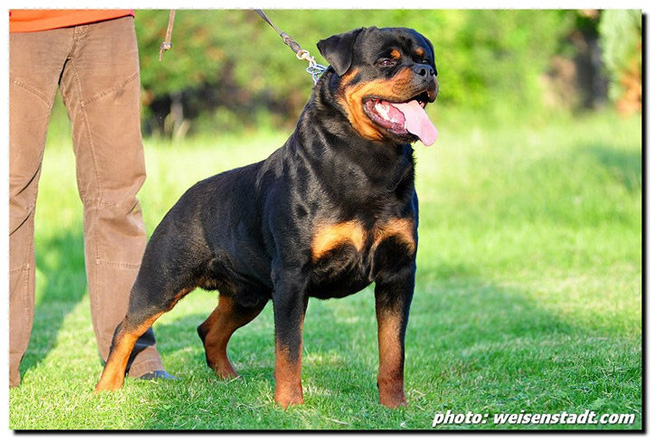 Astor von Junipera fr Astor von Junipera fr