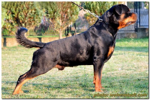 WdCh. Astor von Junipera Astor von Junipera