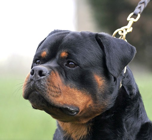 Ch. Astor von Junipera Ch. Astor von Junipera