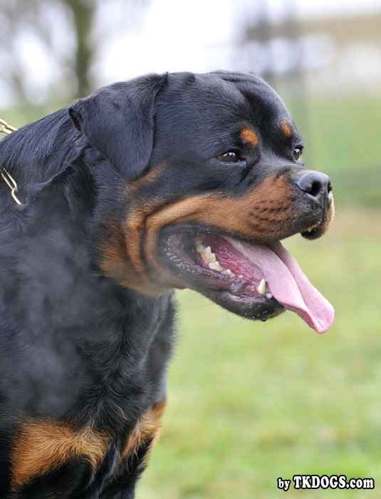 Astor von Junipera Astor von Junipera