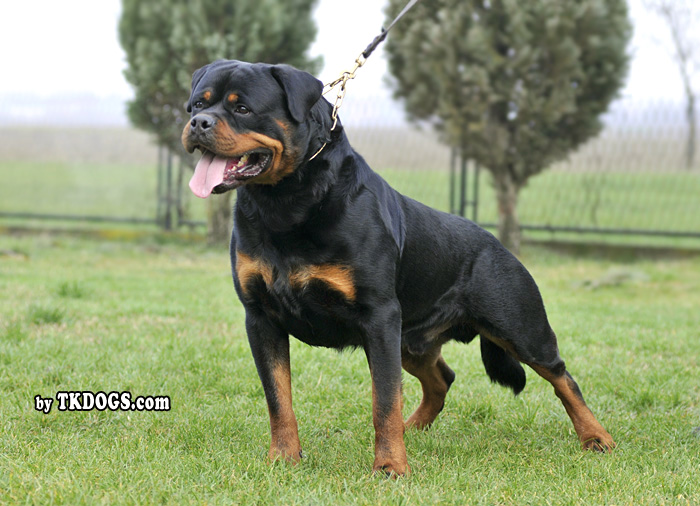 Astor von Junipera Astor von Junipera