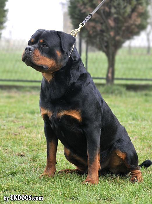 Astor von Junipera Astor von Junipera