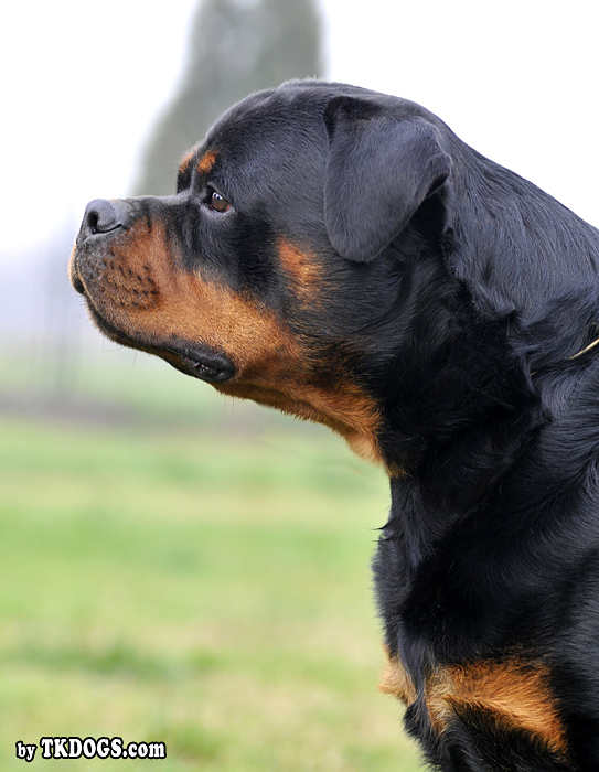 Astor von Junipera Astor von Junipera