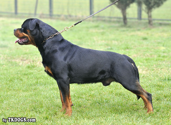 Astor von Junipera Astor von Junipera