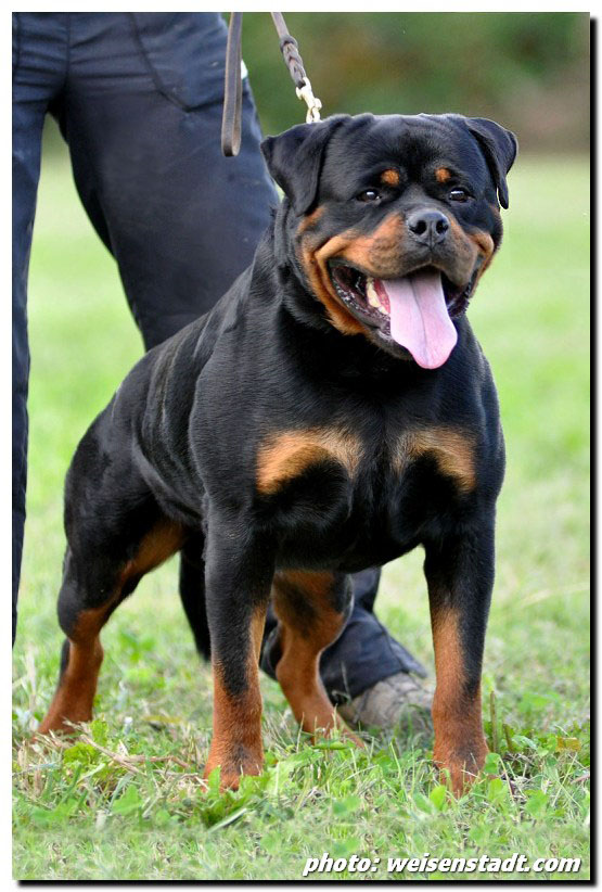 Astor von Junipera Astor von Junipera