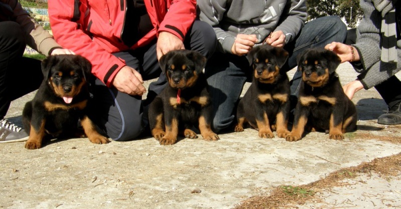 Astor & Honda Astor & Honda