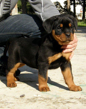 Astor & Honda Astor & Honda