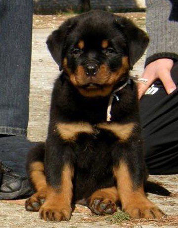 Astor & Honda Astor & Honda