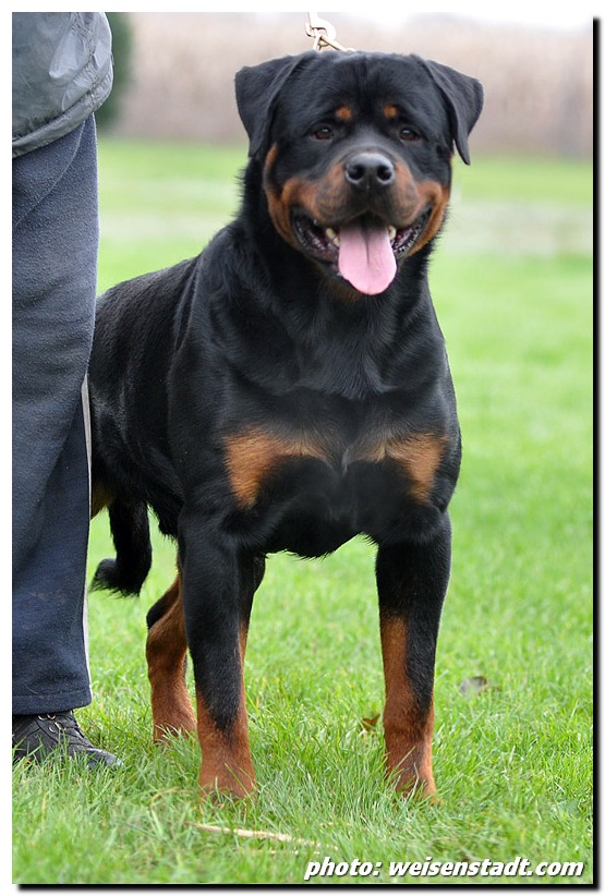 Brayan von der Alten Festung Brayan von der Alten Festung