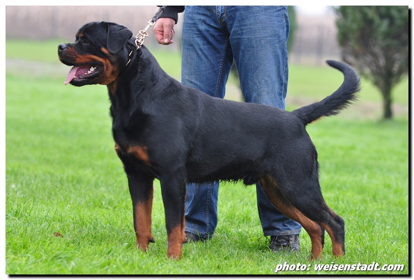 Brayan von der Alten Festung Brayan von der Alten Festung