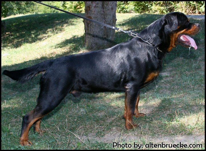 Bronco of Silver Fild KG Bronco of Silver Fild KG