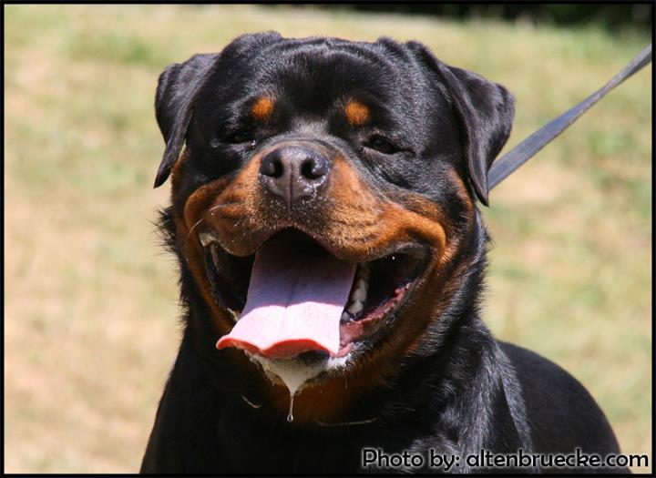 Bronco of Silver Fild KG Bronco of Silver Fild KG