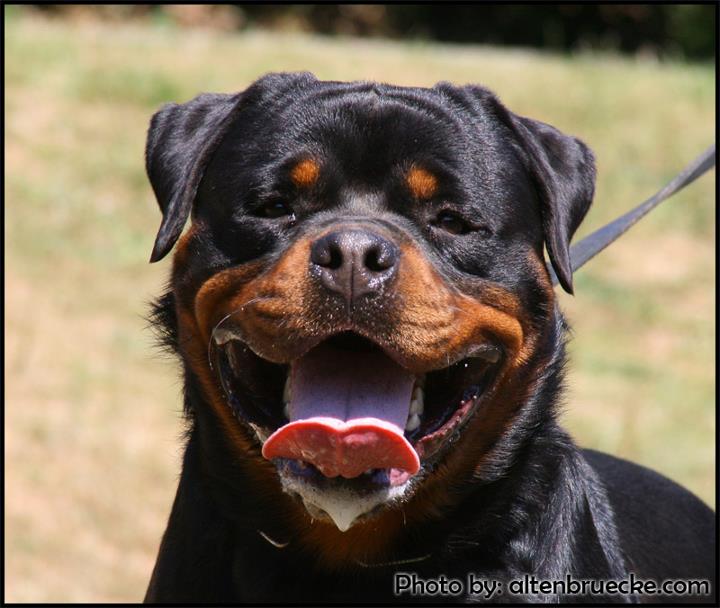 Bronco of Silver Fild KG Bronco of Silver Fild KG