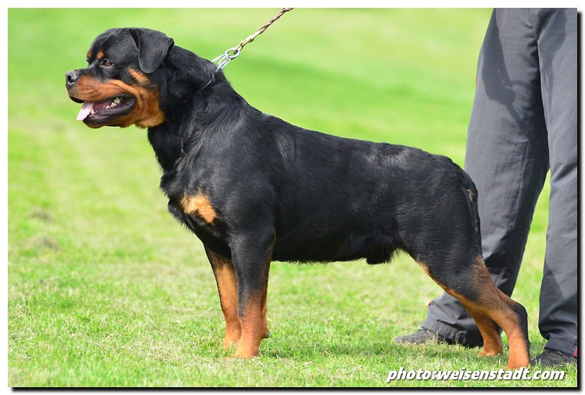 Castor von der Alten Festung Castor von der Alten Festung