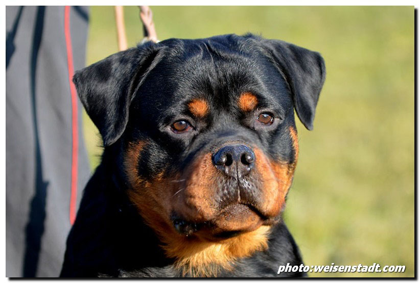 Ch.J. Castor von der Alten Festung Castor von der Alten Festung