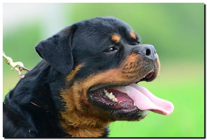 Chavez iz Tverskogo Doma Chavez iz Tverskogo Doma