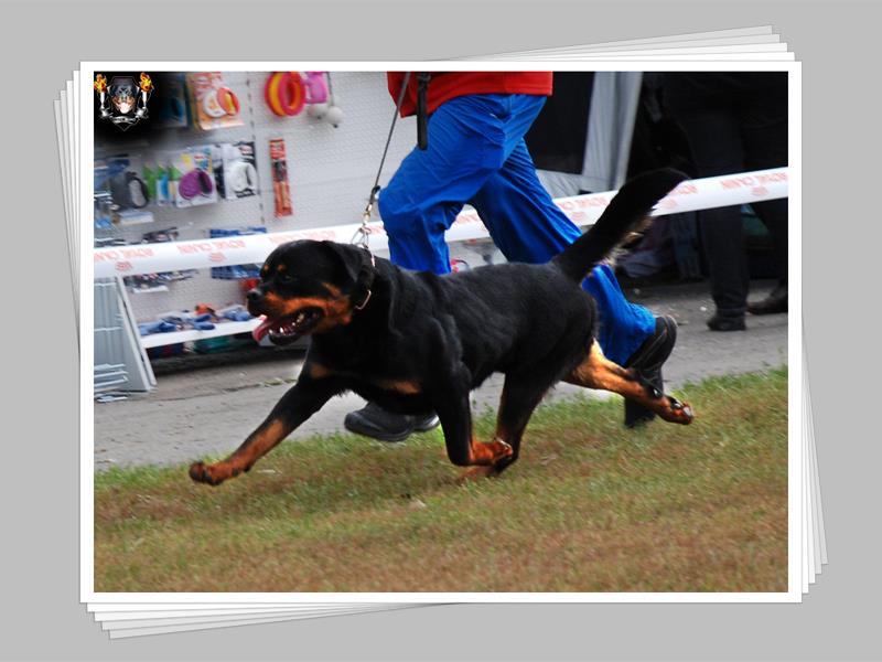 Chavez iz Tverskogo Doma Chavez iz Tverskogo Doma