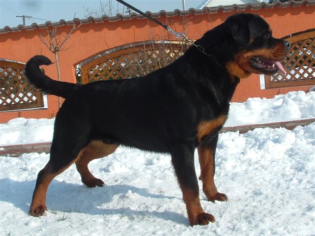 Cliff vom Deniel Rott Cliff vom Deniel Rott