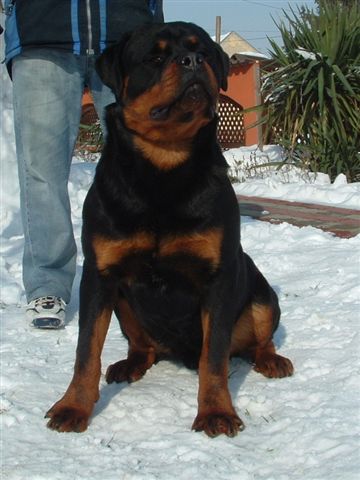 Cliff vom Deniel Rott Cliff vom Deniel Rott