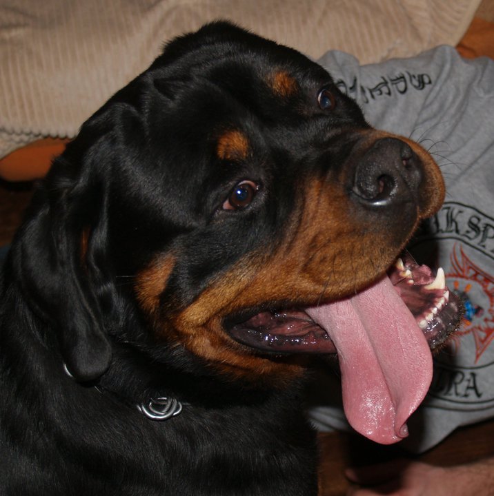 Cochis from D.I. & family Cochis from D.I. & family