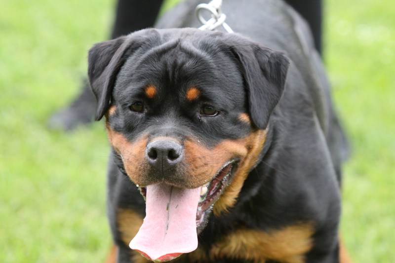 Dakota vom Quercus Wald Dakota vom Quercus Wald