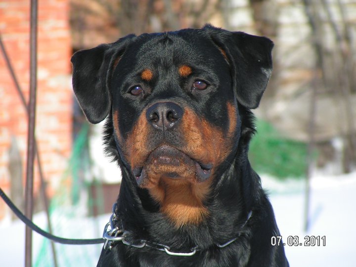 Darina von der Alten Festung Darina von der Alten Festung