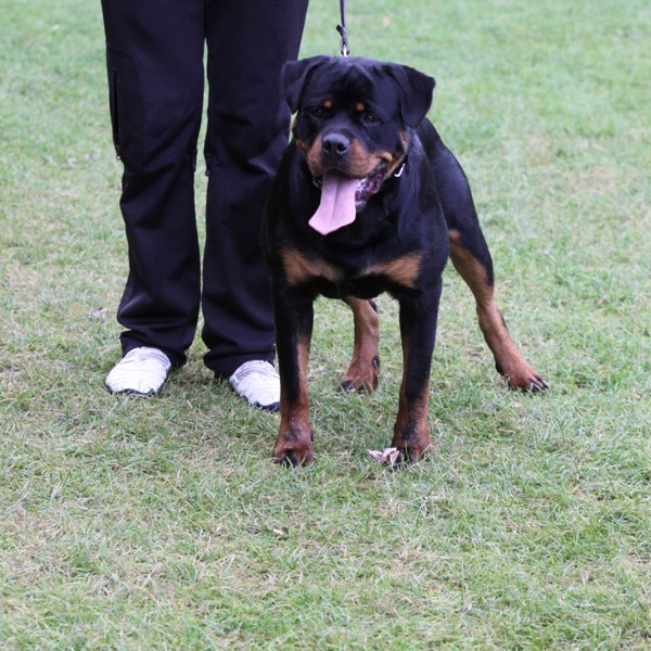 Delboy vom Quercus Wald Delboy vom Quercus Wald