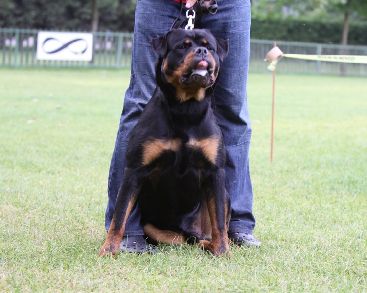 Delboy vom Quercus Wald Delboy vom Quercus Wald