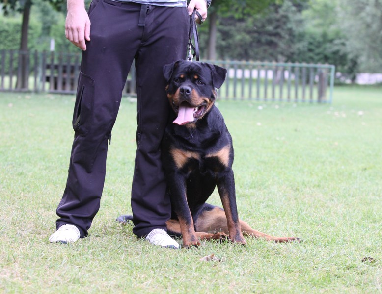 Delboy vom Quercus Wald Delboy vom Quercus Wald