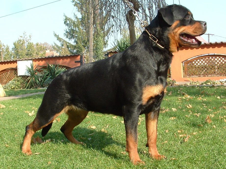 Dita von der Alten Festung Dita von der Alten Festung