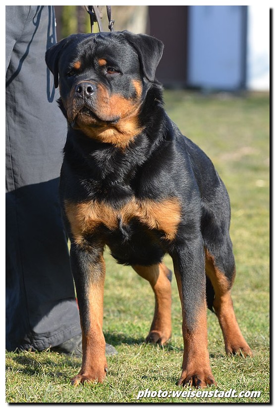 Djuke von der Alten Festung Djuke von der Alten Festung