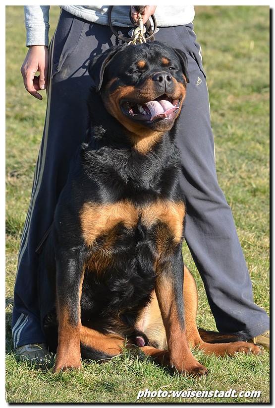 Djuke von der Alten Festung Djuke von der Alten Festung