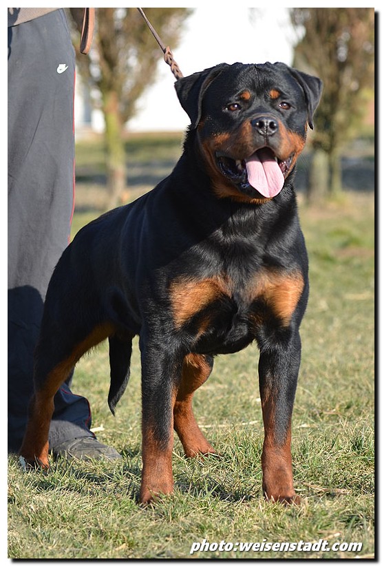 Eduard von der Alten Festung Eduard von der Alten Festung