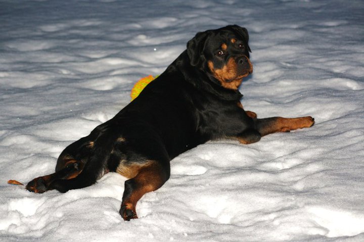 Elena vom Hause Sommer Elena vom Hause Sommer