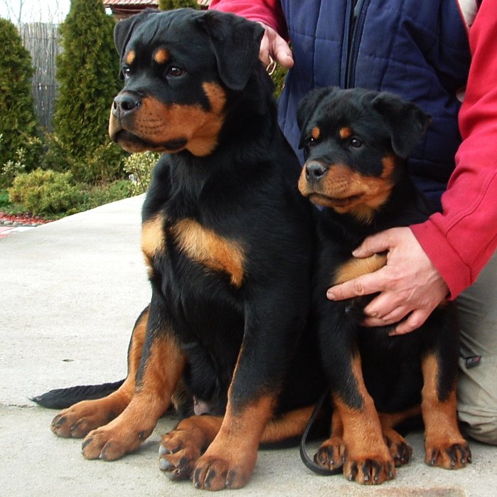 Frenki vom Deniel Rott & Farah von der Alten Festung Frenki vom Deniel Rott & Farah von der Alten Festung