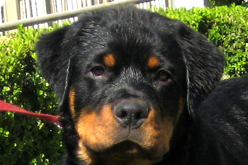 Furst von der Alten Festung Furst von der Alten Festung